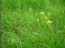 grass at O'Malley Prairies
