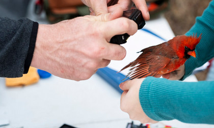 Bird research cardinal