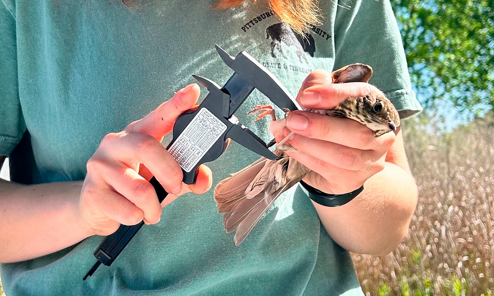 Hand holding a bird during research