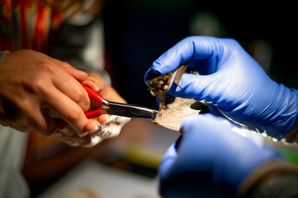 Bat research closeup