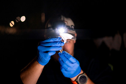 Bat research wing