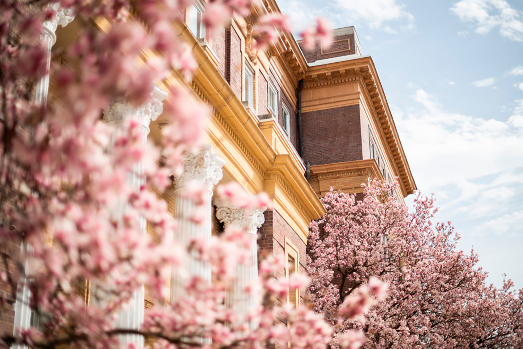 blooming tree in front of Russ Hall