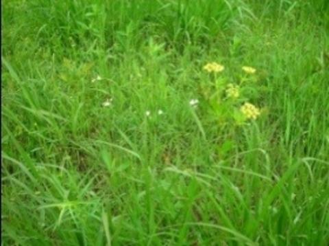 omalley-grass 480w