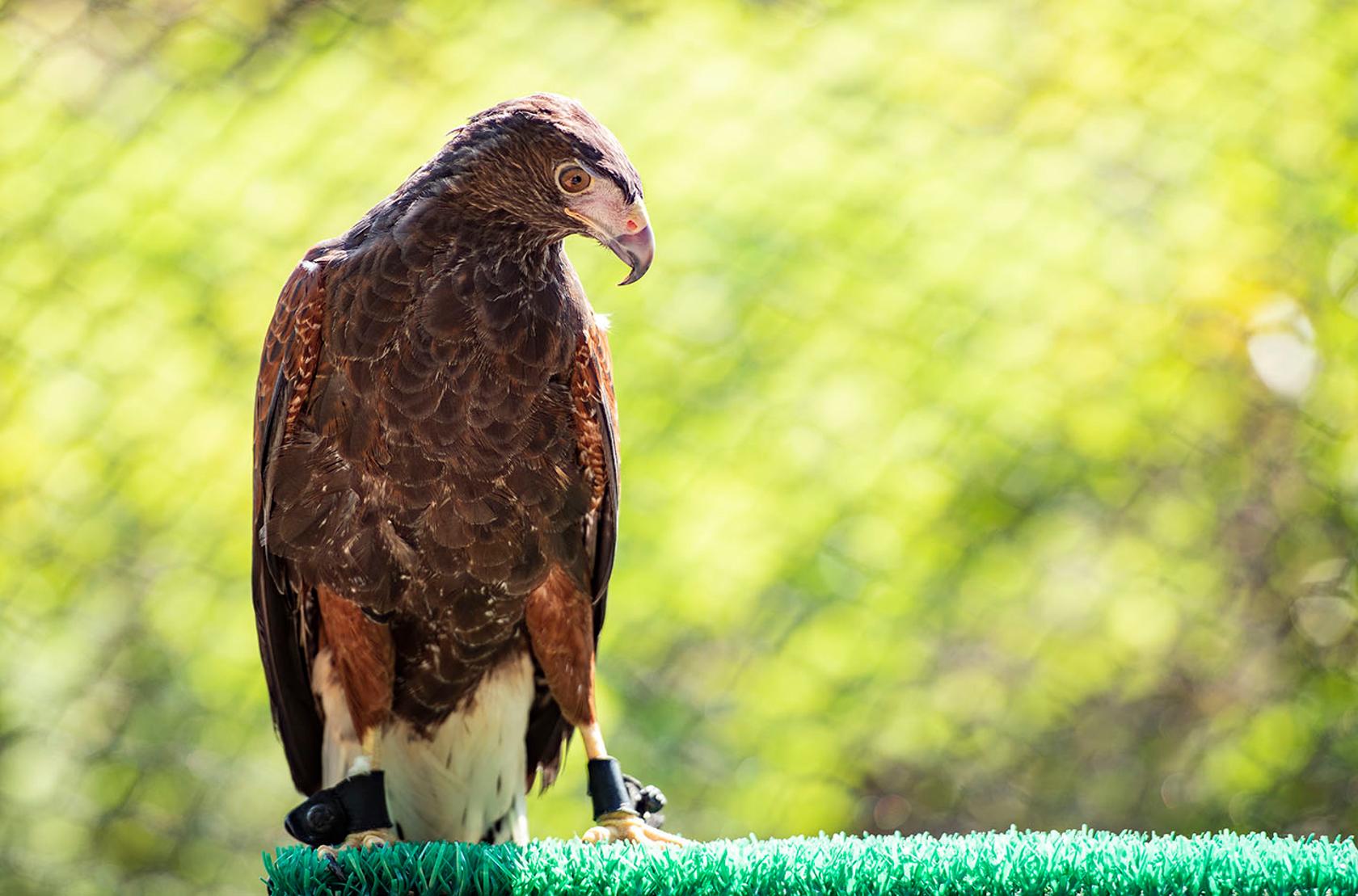 Alexander the Hawk